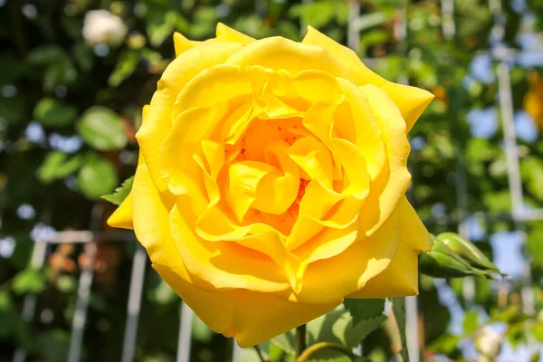 Gula Rosor Blommar Parken Romantiska Rosenblommor Den Ljusa Solen Dekorativa — Stockfoto