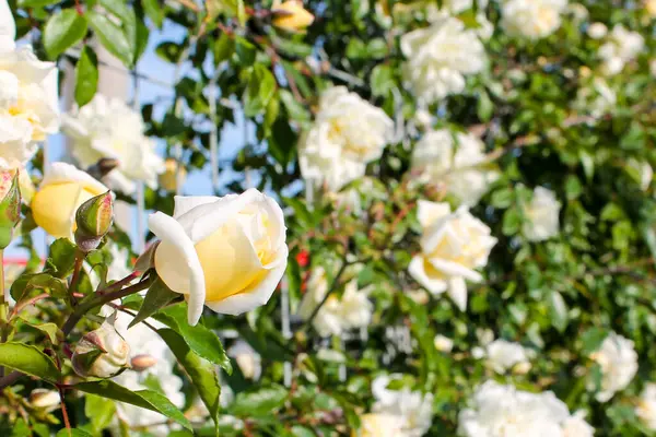 装飾縁に白バラの花を咲かせます 多くの花のバラは花の壁を形成するために垂れ下がります 装飾的なフェンス 花のアーチ 結婚式 公園の装飾 — ストック写真