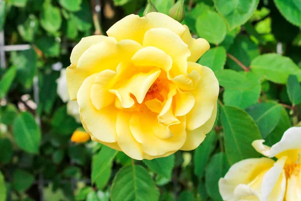 Gula Rosor Blommar Parken Romantiska Rosenblommor Den Ljusa Solen Dekorativa — Stockfoto