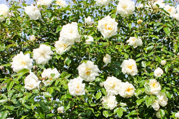 Vita Rosenblommor Blommar Dekorativ Trottoarkant Många Blommor Rosor Hänger Ner — Stockfoto