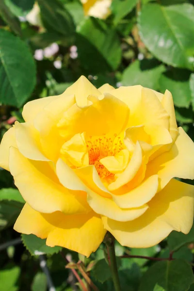 Gula Rosor Blommar Parken Romantiska Rosenblommor Den Ljusa Solen Dekorativa — Stockfoto