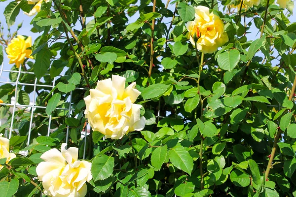 Rosen Blommar Med Vackra Doftande Blommor Många Blommor Rosor Hänger — Stockfoto