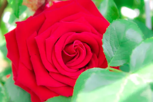 Röd Ros Blommar Parken Romantiskt Scharlakansröda Rosenblommor Den Klara Solen — Stockfoto