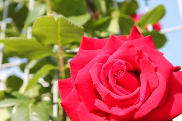 Röda Rosenblommor Kärleksblomma Dekoration För Bröllop Blomvalv Landskapsarkitektur Makro Foto — Stockfoto