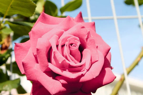 Rosa Ros Blommar Mot Blå Himmel Makro Skytte Blomma Kärlek — Stockfoto