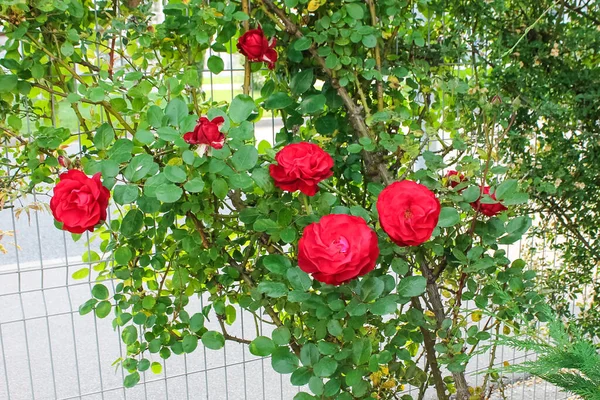 Rosen Blommar Med Vackra Doftande Blommor Många Blommor Rosor Hänger — Stockfoto