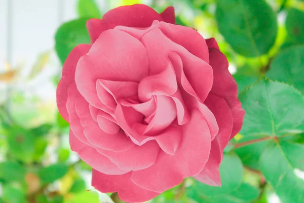 Rosa Ros Blommar Mjuk Grön Bakgrund Makro Skytte Blomma Kärlek — Stockfoto