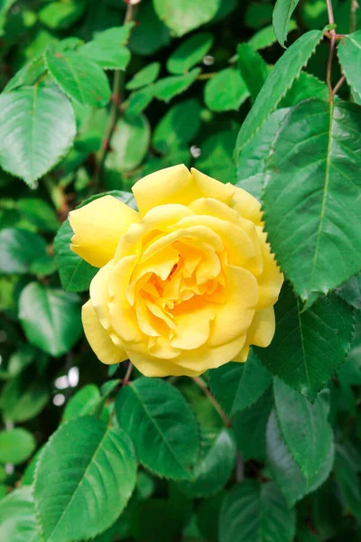 Gula Rosor Blommar Parken Romantiska Rosenblommor Den Ljusa Solen Dekorativa — Stockfoto