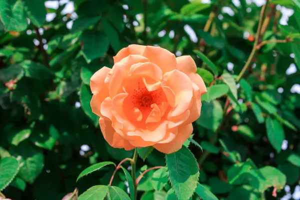 Rose Blommar Parken Romantiska Rosenblommor Den Ljusa Solen Dekorativa Staket — Stockfoto