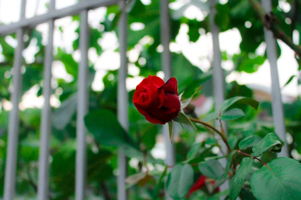 芽は赤いバラです ブッシュの枝の上の愛の花 結婚式のための装飾 花のアーチ 景観デザイン マクロ写真 クローズアップ撮影 — ストック写真