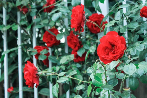 バラは美しい香りの花で咲きます 多くの花のバラは花の壁を形成するために垂れ下がります 装飾フェンス 花のアーチ 結婚式 誕生日 公園の装飾 — ストック写真