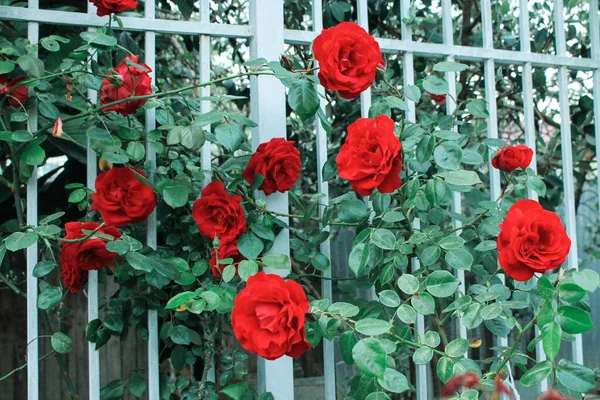 Róża Kwitnie Pięknymi Pachnącymi Kwiatami Wiele Róż Kwiatów Wisi Dół — Zdjęcie stockowe