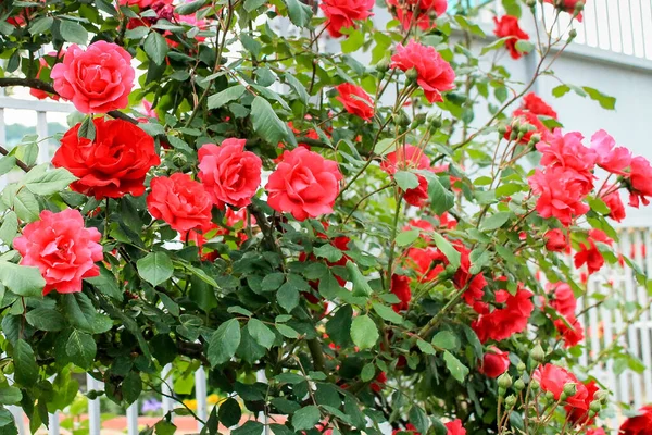 Róża Kwitnie Pięknymi Pachnącymi Kwiatami Wiele Róż Kwiatów Wisi Dół — Zdjęcie stockowe