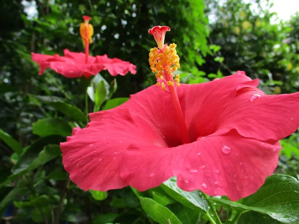 Fleur Hibiscus Rose Dans Jardin — Photo