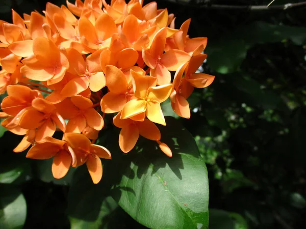 Primer Plano Ramo Ixora Naranja —  Fotos de Stock