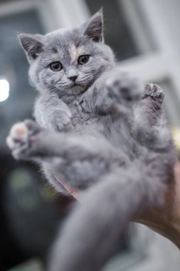 İngiliz soyundan gri bir kedi yavrusu ellerinde tutuluyor.