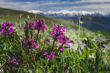 Rusya 'nın Altai Cumhuriyeti' nin Ulagansky Bölgesi 'ndeki bir dağ sırasının yamacında Pedicularis verticillata çiçekleri