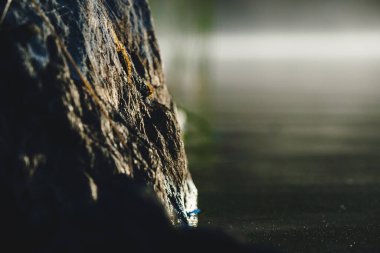 Rusya 'nın Altai cumhuriyetinin Ulagansky Bölgesi' ndeki bir dağ gölünün kıyısındaki desenli taş.