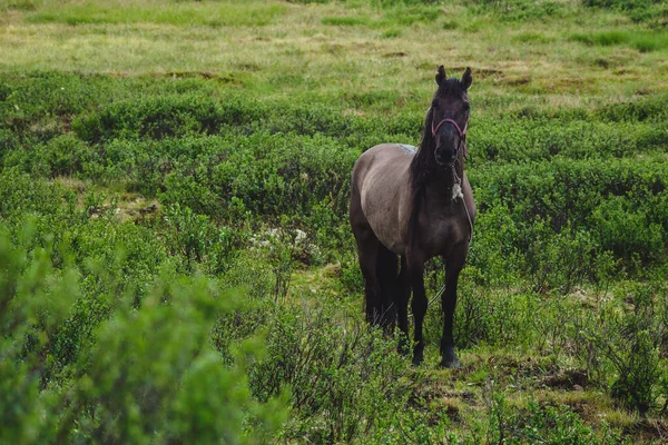 Ein Lorbeerpferd Weidet Auf Einer Weide Ulagansky Bezirk Der Altairepublik — Stockfoto