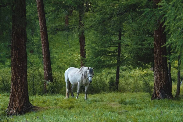 Biały Koń Smyczy Drzewie Sosnowym Iglastym Dystrykcie Ulagansky Republiki Altai — Zdjęcie stockowe
