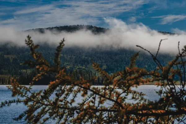Der Blick Auf Den Bewaldeten Berghang Ist Durch Kiefernzweige Ulagansky — Stockfoto