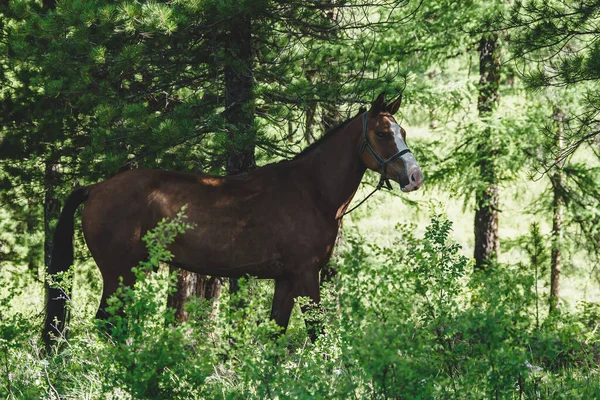 Ein Lorbeerpferd Weidet Auf Einer Weide Einem Nadelwald Ulagansky Bezirk — Stockfoto