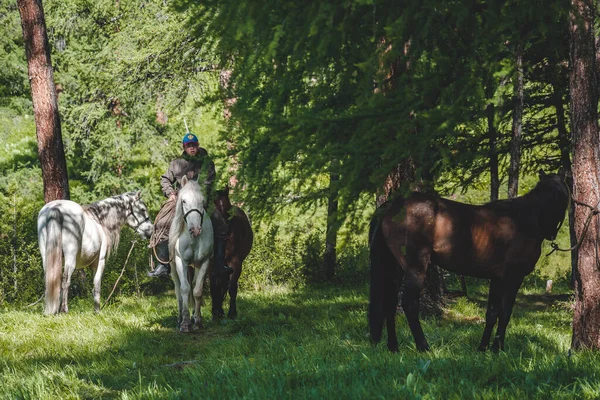 Beyaz bir ata binen genç bir binici kozalaklı bir ormanda at sürüyor ve Rusya 'nın Altai cumhuriyetinin Ulagansky bölgesinde iki ata daha liderlik ediyor.