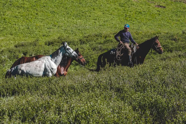 Ein Junger Reiter Auf Einem Braunen Pferd Überquert Ein Feld — Stockfoto