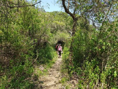 Chapala, Jalisco yakınlarındaki bir patikada bitki örtüsünde yürüyorum.