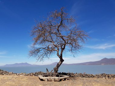 Chapala Gölü, Jalisco 'daki El Presidio adasında yalnız bir ağaç.