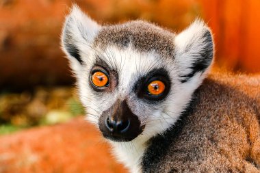 Koca gözlü bir lemur sana bakıyor. Hayvanat bahçesi. Vahşi doğa..