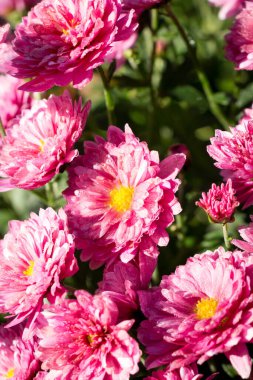 Sabah kasımpatı, güneşin altında bir damla suyla. Botanik Bahçesi.