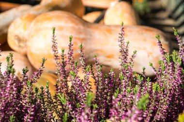 çiçekler ve sarı balkabağı