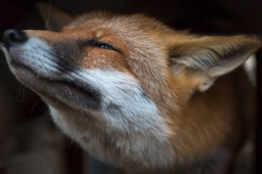 Kızıl Tilki. Koyu bir arkaplanda yakın plan.
