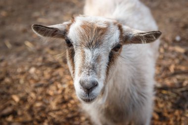 Çiftlikte küçük tüylü bir keçi. Yakın planda. Hayvanat bahçesi.