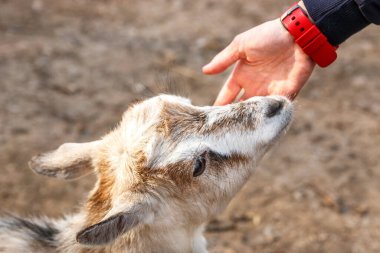 Dişi bir el tüylü genç bir keçiyi okşuyor. Hayvan çiftliği, hayvanat bahçesi..