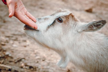 Dişi eller vahşi doğada küçük bir keçiyi okşuyor..