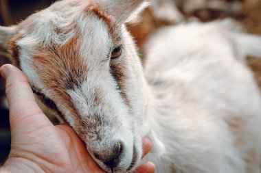Çiftlikte küçük tüylü bir keçi. Yakın planda. Hayvanat bahçesi.