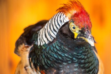 Sarı arka planda kırmızı deniz tarağı olan altın bir sülünün kafası. Hayvanat bahçesi.