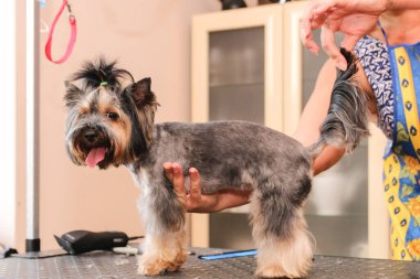 Saç kesimi Yorkshire Teriyeri. Kadın eli, köpeğin karnını doyurur..