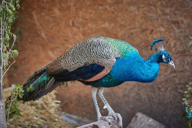 Arka planda sülün mavisi