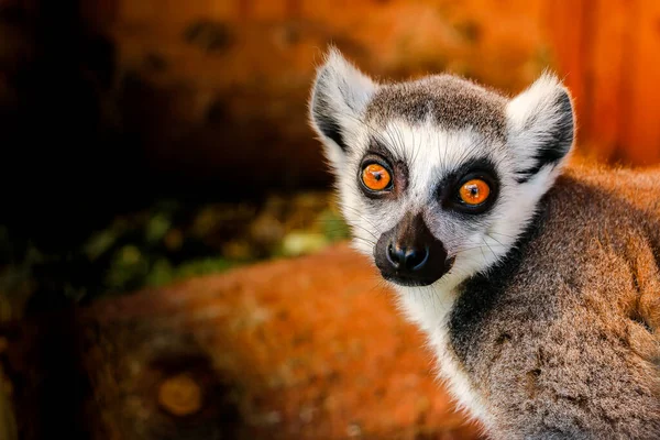 Lemur Big Eyes Looks You Zoo Wild Nature — Stock Photo, Image