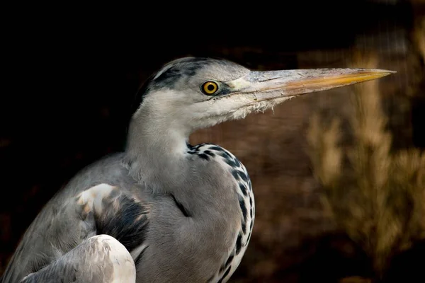 Grue Grise Dans Nature Sauvage — Photo