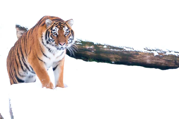 Tigre Hiver Sur Neige Blanche Près Arbre Tombé Dans Nature — Photo