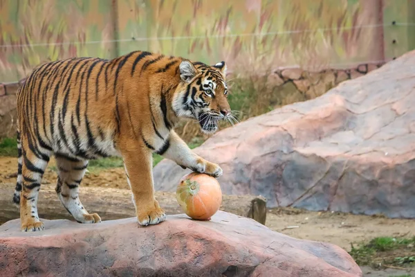 Tigre Avec Citrouille Dans Zoo — Photo