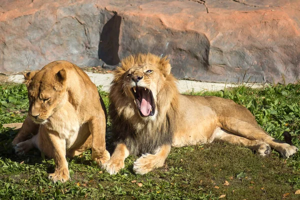 loving lion couple  in zoo