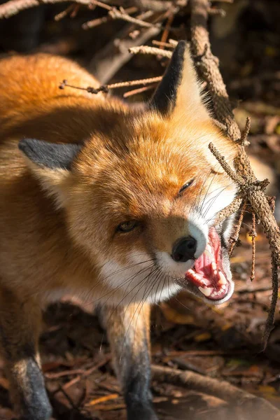 Red Fox Wide Open Mouth Lies Wooden Stump Wild Close — Stock Photo, Image