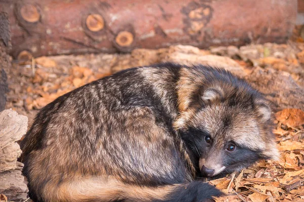 Szop Pies Śpi Zoo — Zdjęcie stockowe