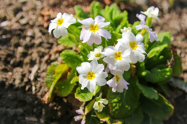 Fehér Primrose Egy Virágágyban Botanikus Kert — Stock Fotó