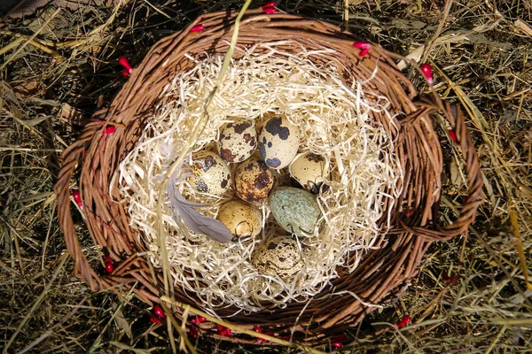 Quail Eggs Basket — Stock Photo, Image